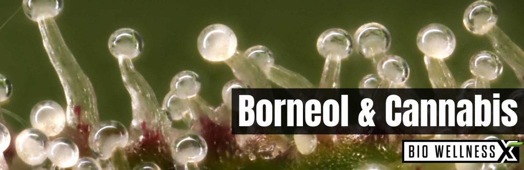 Borneol and Cannabis Plant