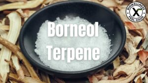 What is Borneol