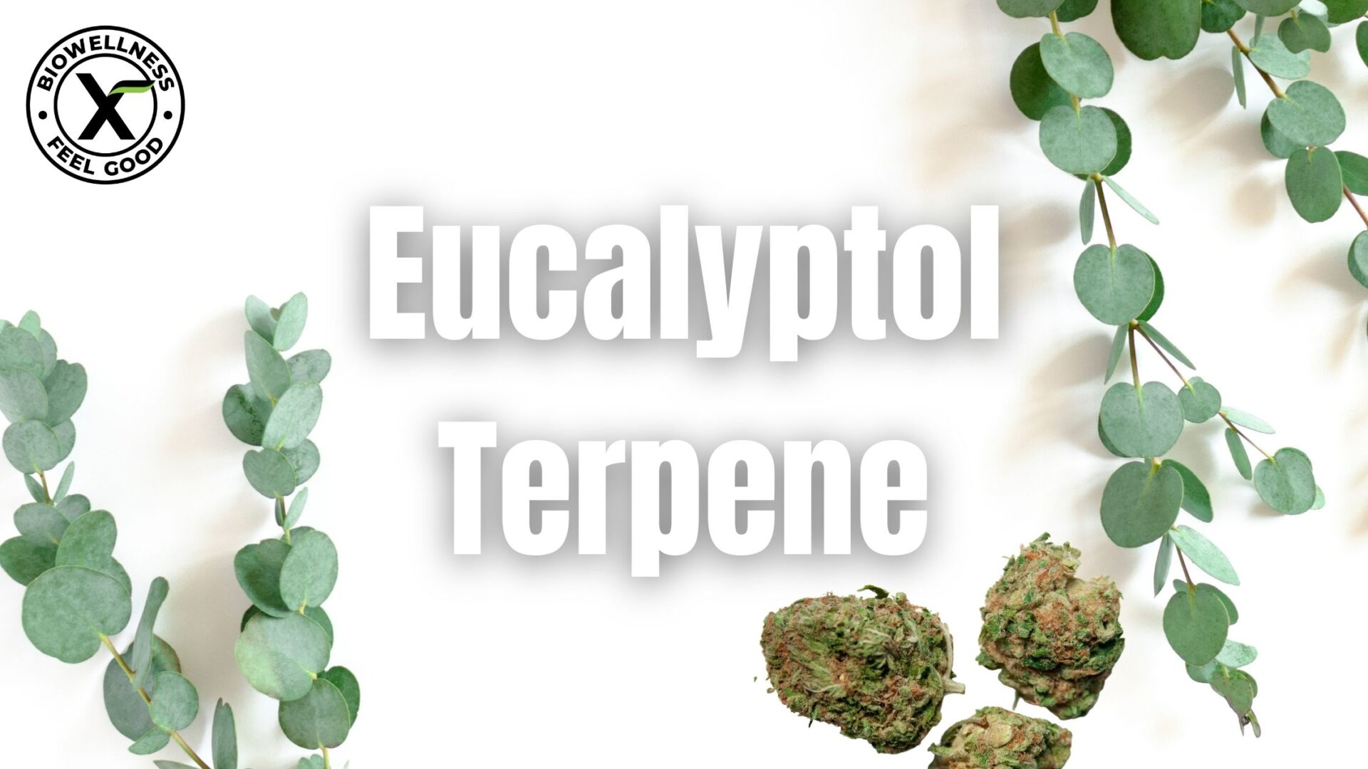 What-is-Eucalyptol-cannabis-terpene