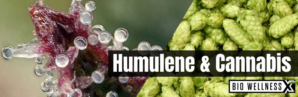 Humulene and cannabis - biowellnessx