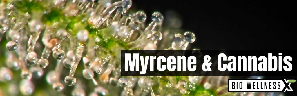 Myrcene and cannabis - biowellnessx