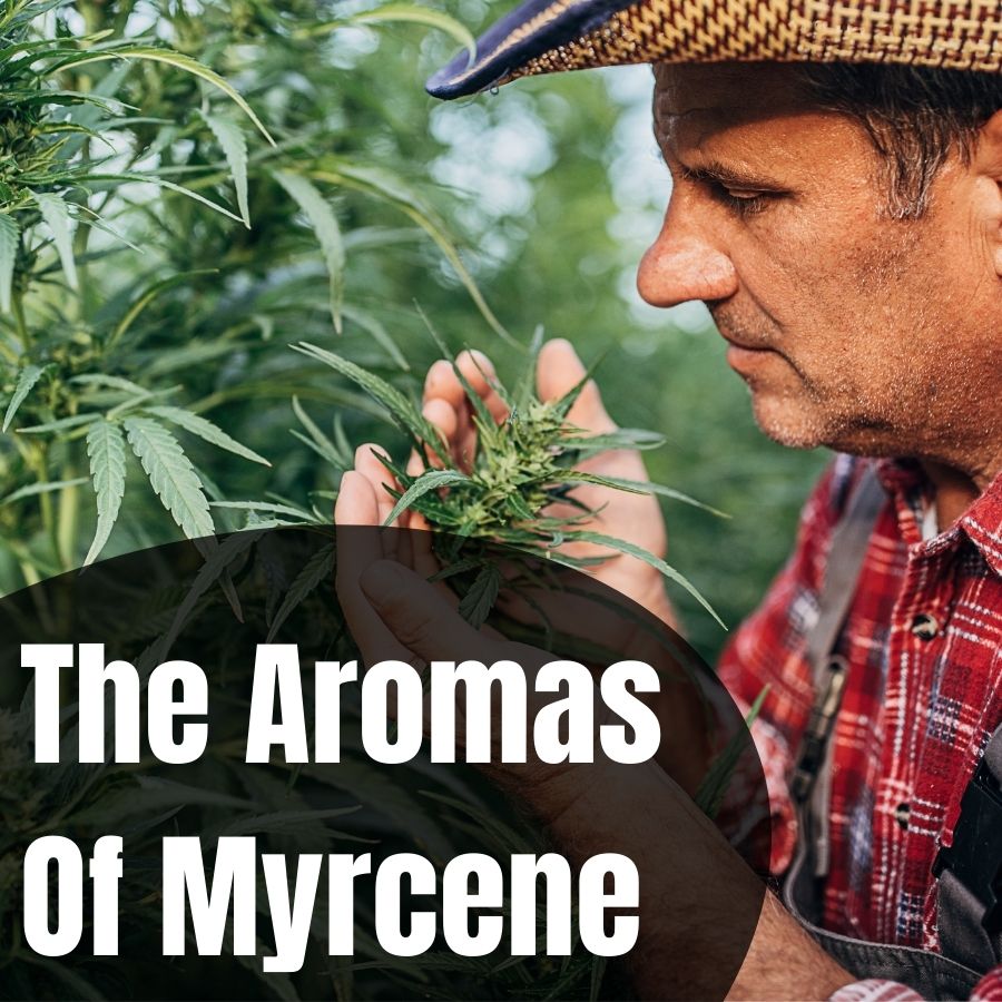 The aromas of myrcene