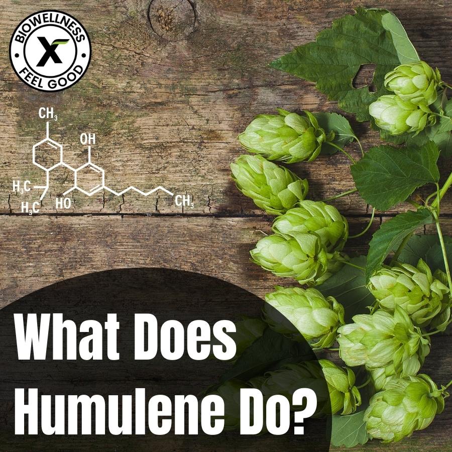 What Does Humulene Do