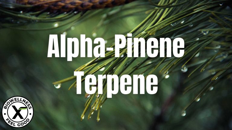 What is Alpha-Pinene Terpene