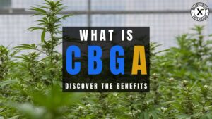 What is CBGA