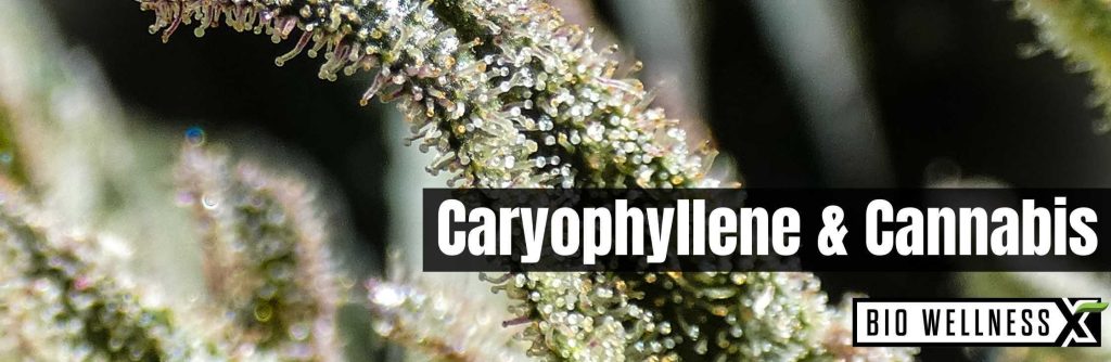 Caryophyllene and Cannabis
