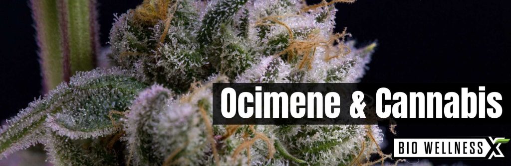 How Common Is Ocimene In Cannabis