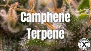 What Are Camphene Terpene Effects