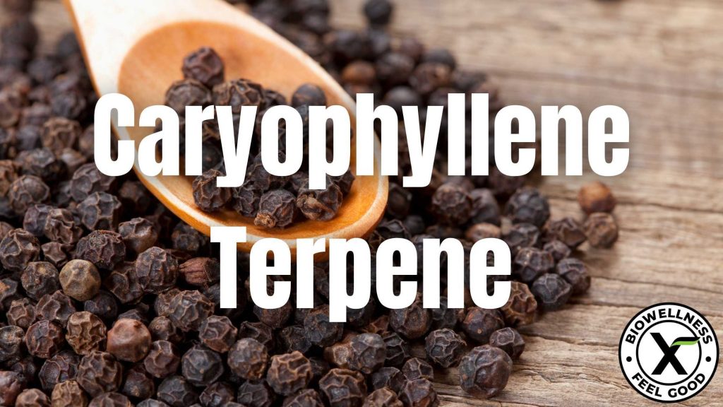 What is Caryophyllene