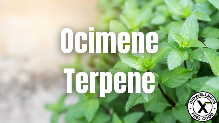 What is Ocimene