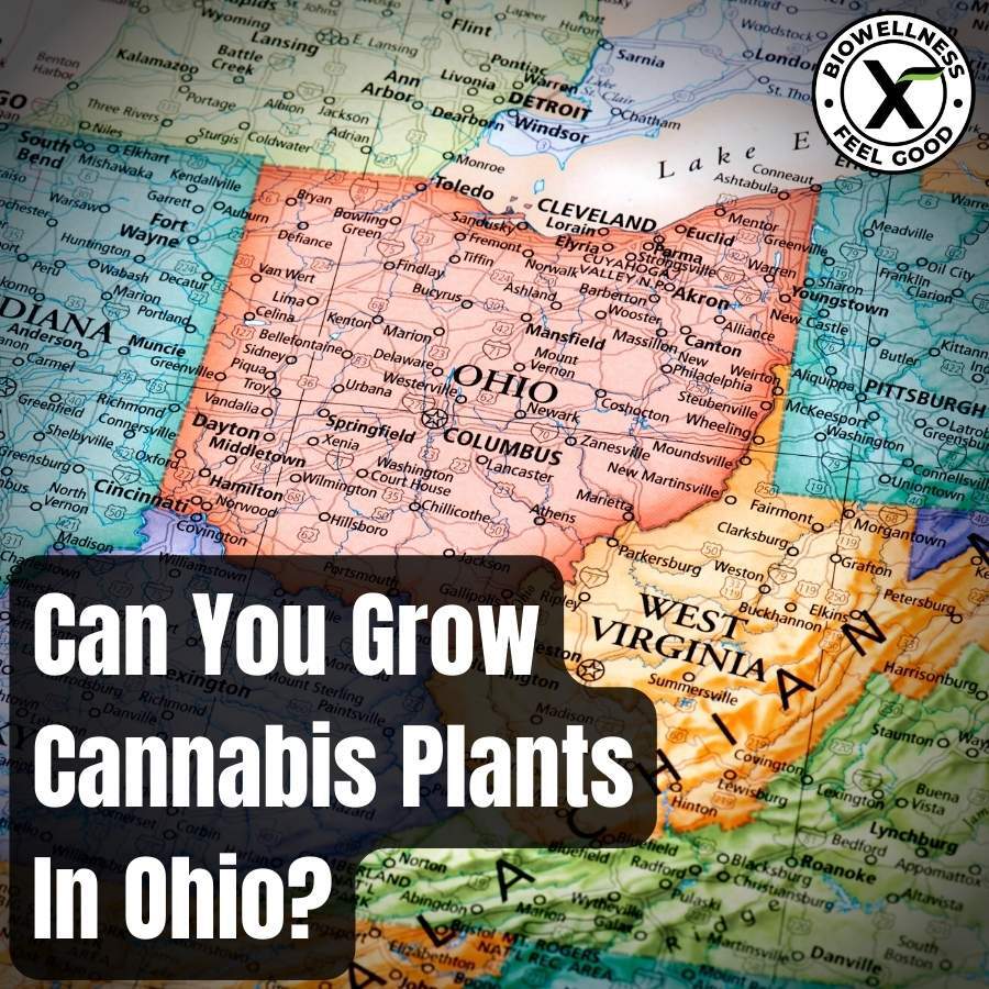 Can you grow cannabis plants in ohio