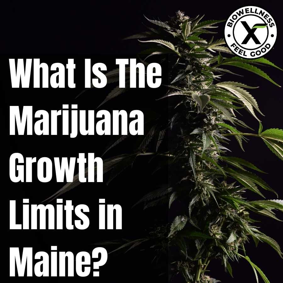 Marijuana growth limit in Maine