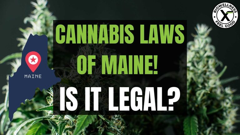 The Cannabis Laws Of Maine