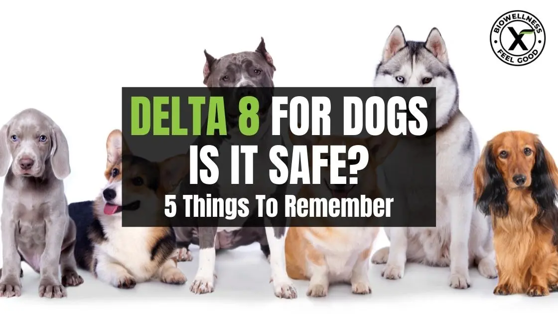 Delta 8 for dogs - Is it safe