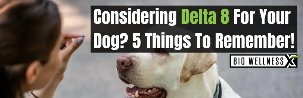 Delta 8 for dogs - top 5 things to remember