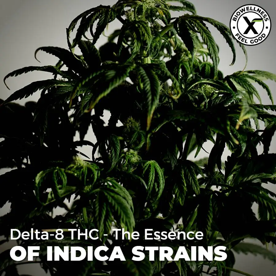 Delta-8-THC-The-Essence-Of-Indica-Strains-BiowellnessX