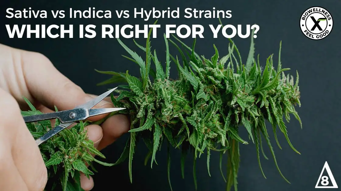 Sativa-vs-Indica-Strains-Which-One-Is-Right-For-You-BiowellnessX