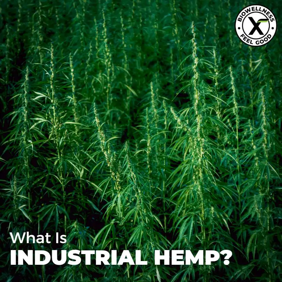 What-Is-Industrial-Hemp-BiowellnessX