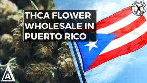 Buy High THCA Flower Wholesale in Puerto Rico