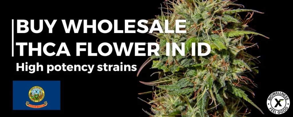 Exploring Wholesale THCa Options Online