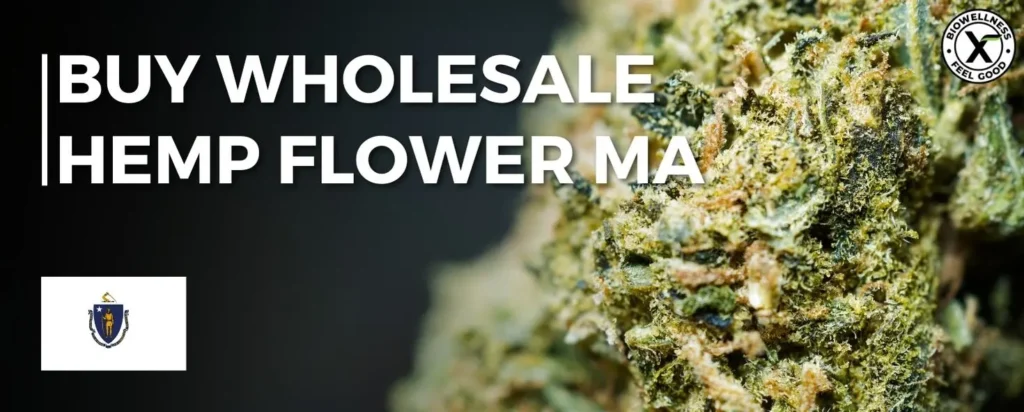 Buy Hemp Flower Wholesale in Massachusetts