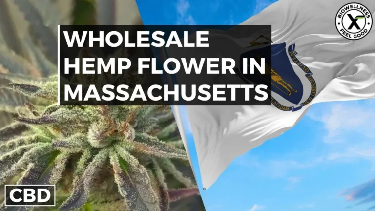 Where to Buy Wholesale CBD Hemp Flower in Massachusetts