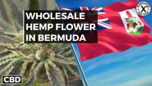 Buy High THCa Flower Wholesale in Bermuda