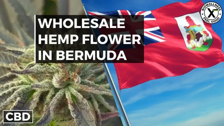 Buy High THCa Flower Wholesale in Bermuda