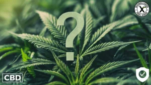 Is CBD Flower Safe - Exploring Potential Risks