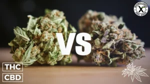 CBD Flower vs THC Flower