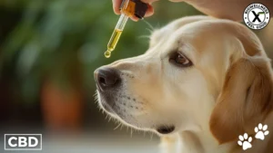 How to Give CBD Oil to Dogs