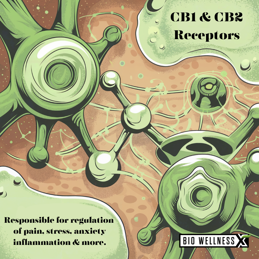 CB-Receptors-and-Body-Function