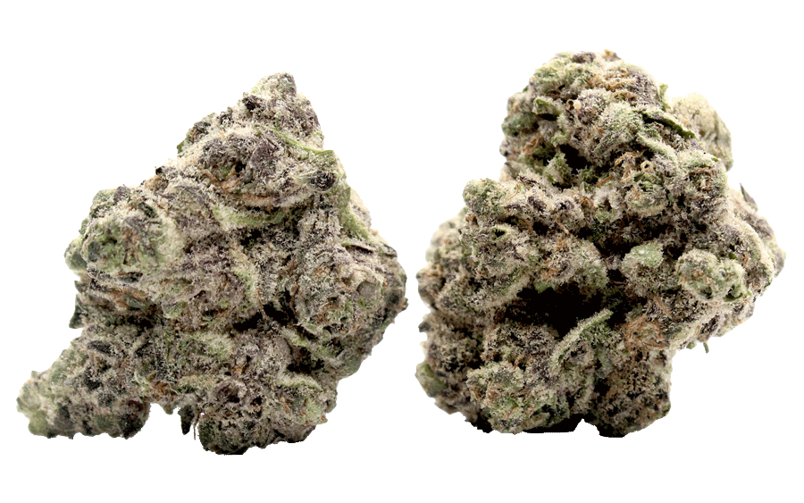Bulk Mango Mintality Strain