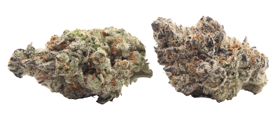 Bulk Gold Cash THCa