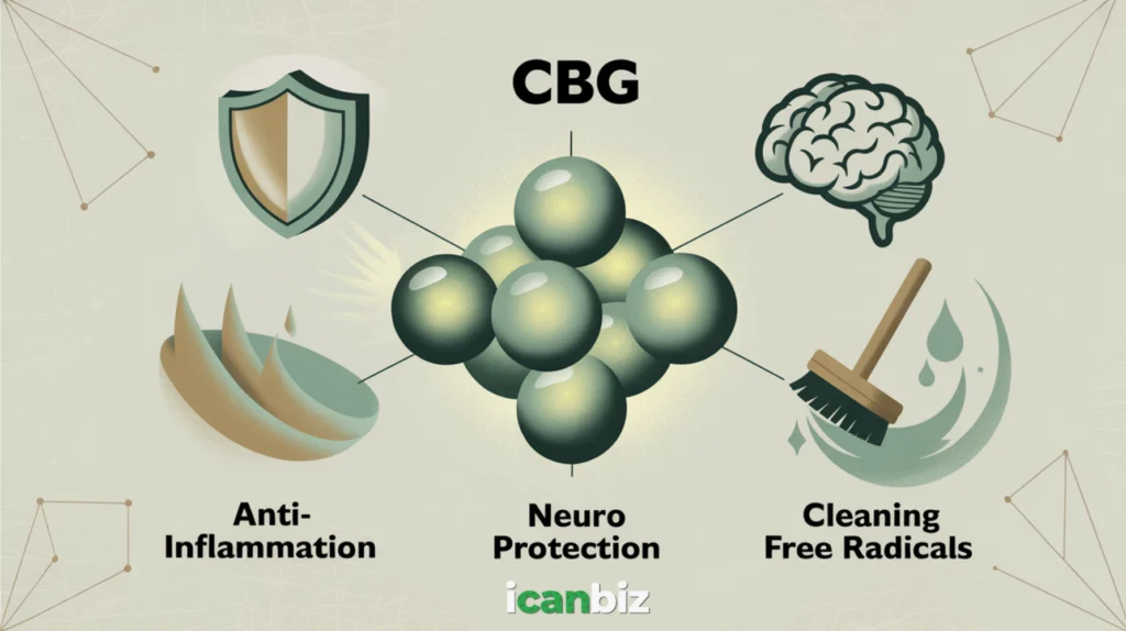 cbg-nootropic-properties