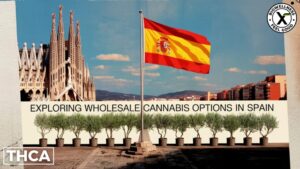 Wholesale THCa Flower Spain