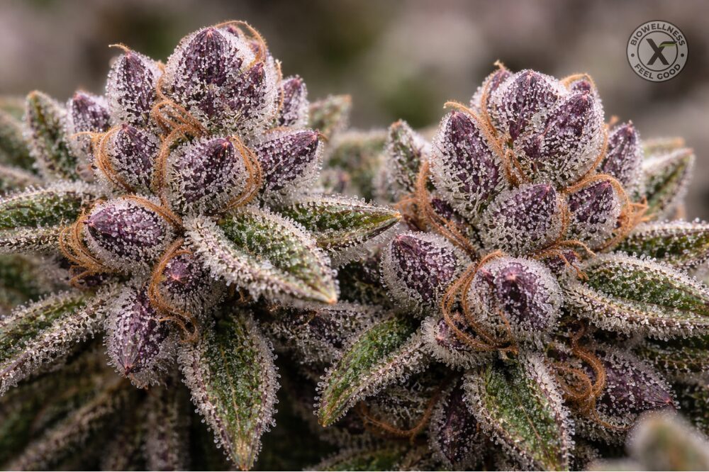 exotic thca flower