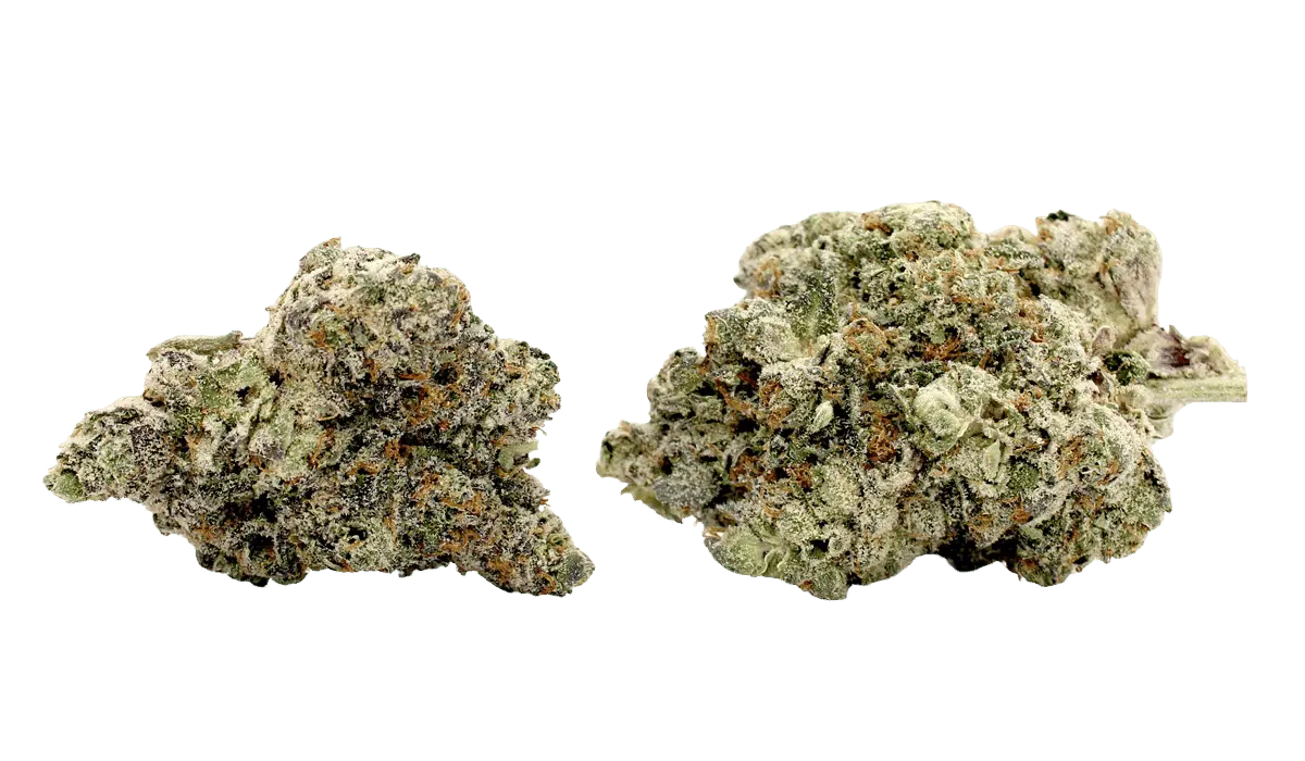 Platinum Bubba THCa Flower buds - transparent