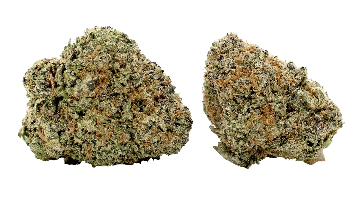 blue lobster flower strain