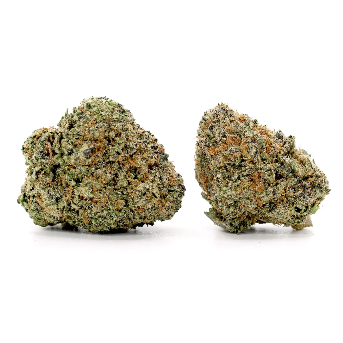 blue lobster strain