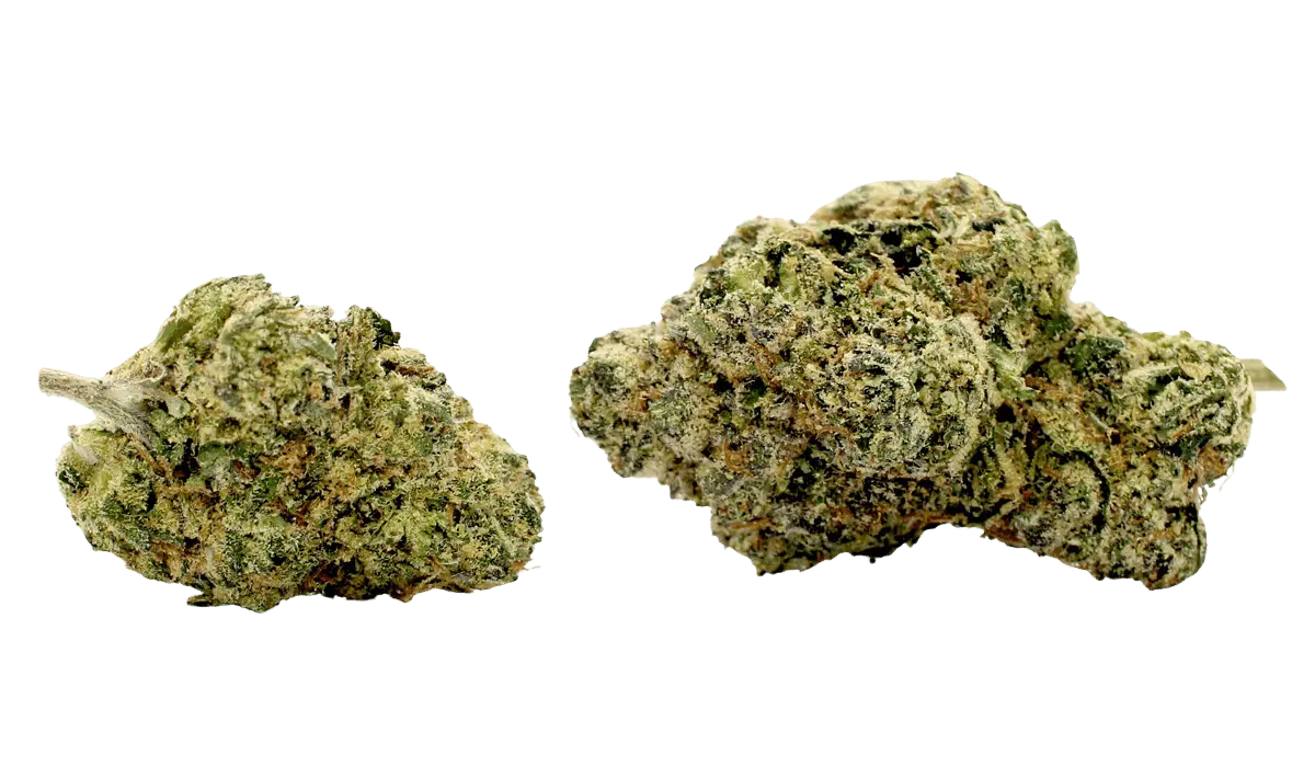 blue nerds flower strain