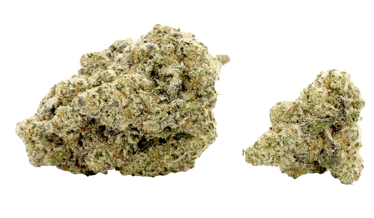 gorilla haze flower strain