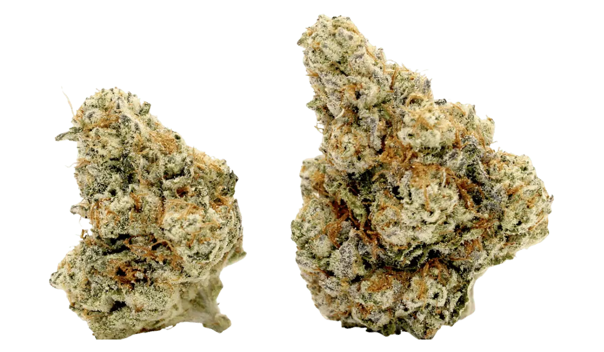 slap n tickle thca flower strain