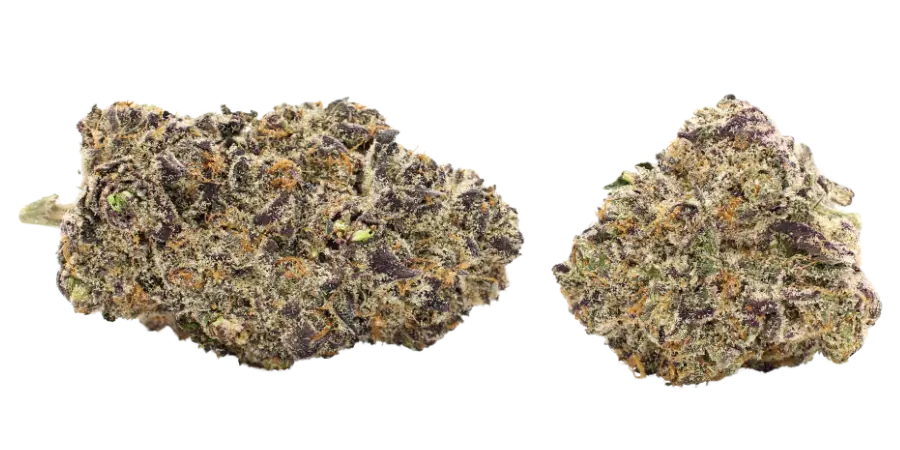 peyote purple thca strain