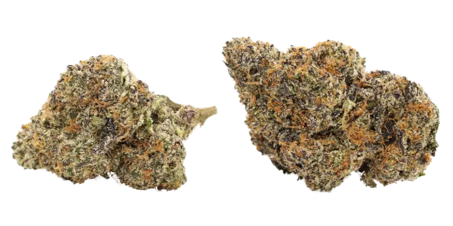 root beer float cannabis strain