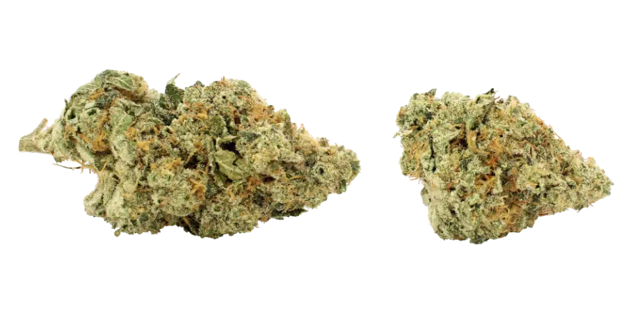 strawberry shortcake flower strain