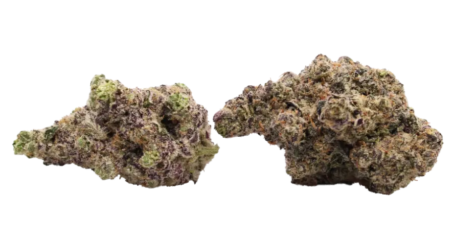 Blueberry Sugar Elite Flower two buds