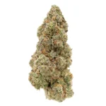 bio diesel strain