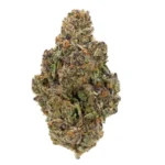 gastro pop thca strain