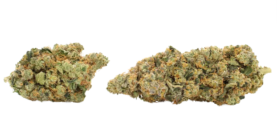 sour peach ringz flower strain
